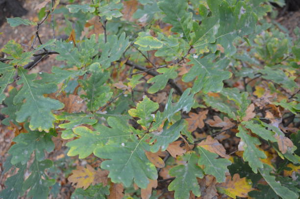 White Oak Impact Fund