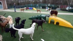 Karnik Pet Lodge