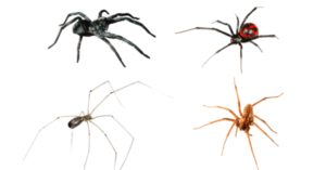 Rodent and Spider