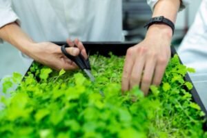 Microgreens Business